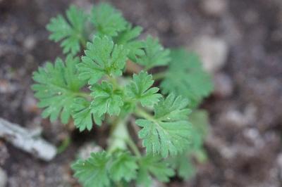 <i>Aphanes australis</i>