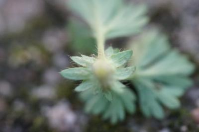 <i>Aphanes australis</i>