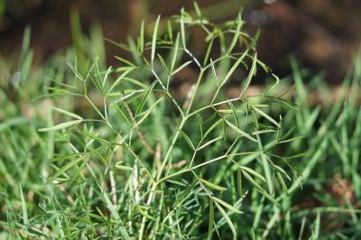 <i>Peucedanum gallicum</i>