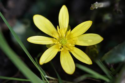 <i>Ficaria verna</i>