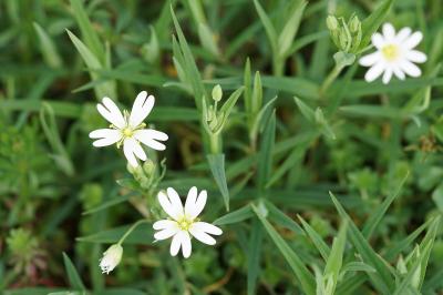 <i>Rabelera holostea</i>