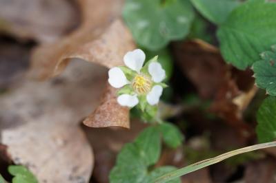 <i>Potentilla sterilis</i>