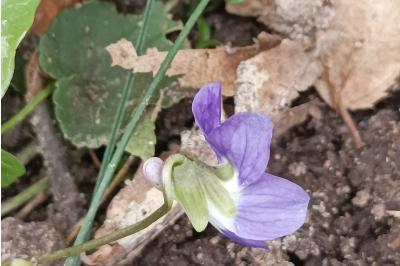<i>Viola riviniana</i>