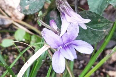 <i>Viola reichenbachiana</i>