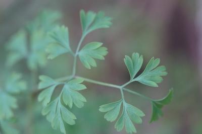 <i>Fumaria capreolata</i>