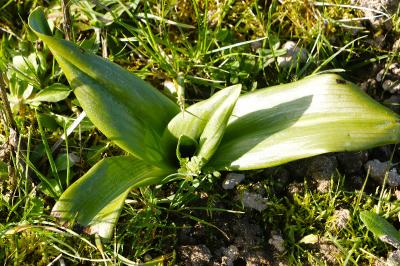 <i>Himantoglossum hircinum</i>