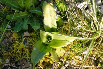 <i>Himantoglossum hircinum</i>