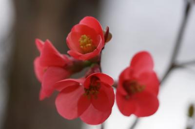 <i>Chaenomeles japonica</i>