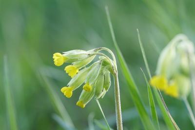 <i>Primula veris</i>