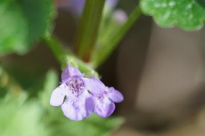<i>Glechoma hederacea</i>