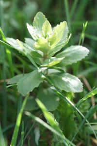 <i>Hylotelephium telephium</i>