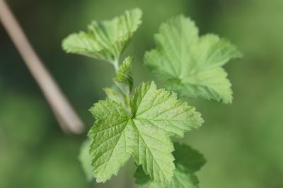 <i>Ribes rubrum</i>