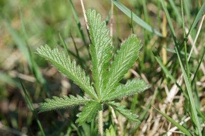 <i>Potentilla recta</i>