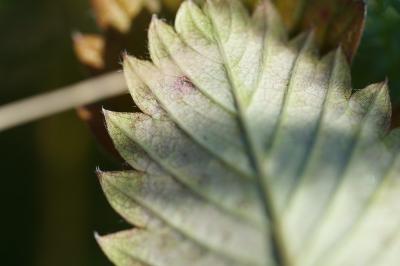 <i>Fragaria viridis</i>