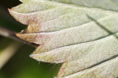 <i>Fragaria viridis</i>