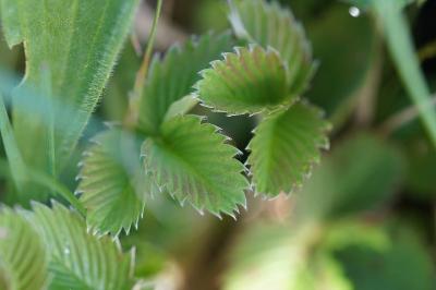 <i>Fragaria viridis</i>