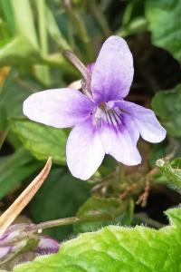 <i>Viola reichenbachiana</i>