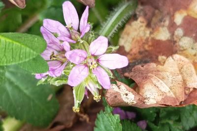 <i>Erodium moschatum</i>