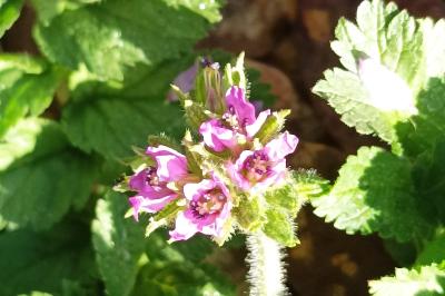 <i>Erodium moschatum</i>