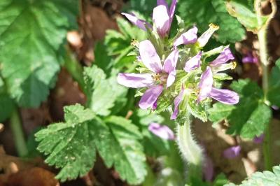 <i>Erodium moschatum</i>