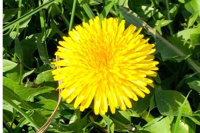 <i>Taraxacum officinale</i>