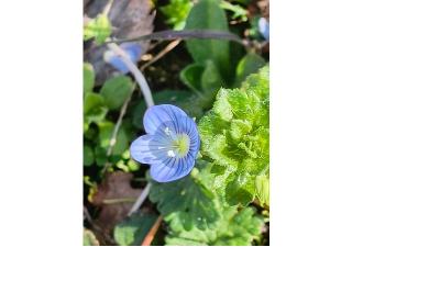 <i>Veronica persica</i>