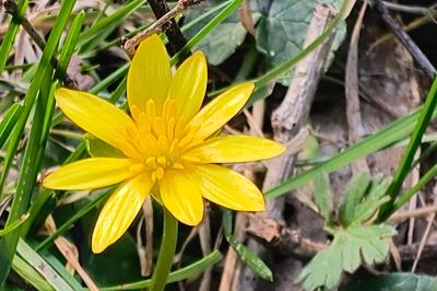 <i>Ficaria verna</i>