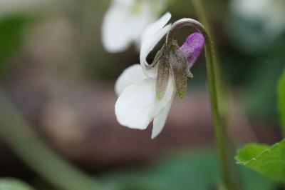 <i>Viola odorata</i>
