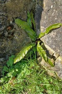 <i>Asplenium scolopendrium</i>