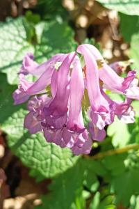 <i>Corydalis solida</i>