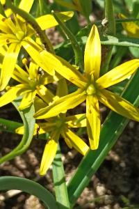 <i>Gagea pratensis</i>