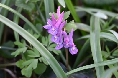 <i>Corydalis solida</i>