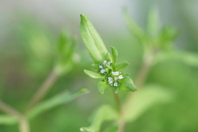 <i>Valerianella locusta</i>