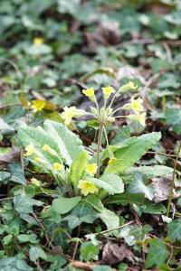 <i>Primula elatior</i>