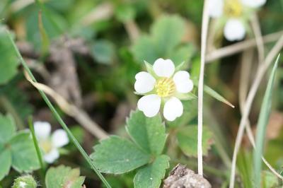 <i>Potentilla sterilis</i>