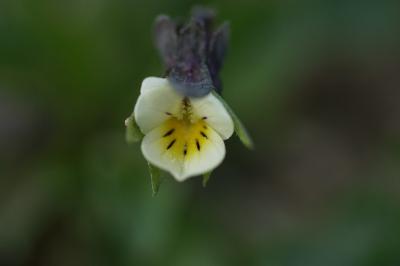 <i>Viola arvensis</i>