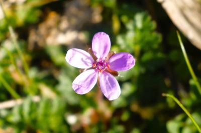 <i>Erodium cicutarium</i>