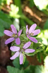 <i>Erodium moschatum</i>