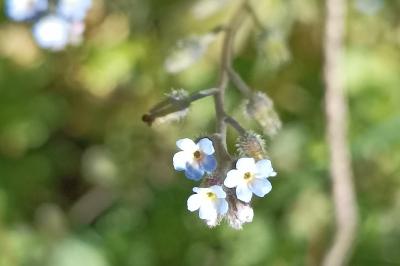 <i>Myosotis arvensis</i>