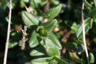 <i>Cerastium fontanum</i>