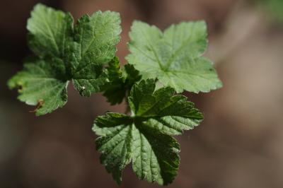 <i>Ribes rubrum</i>