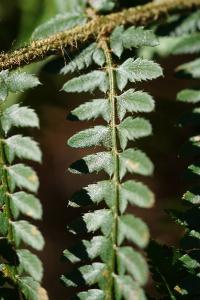<i>Polystichum setiferum</i>