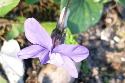 <i>Viola riviniana</i>