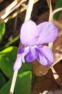 <i>Viola hirta</i>