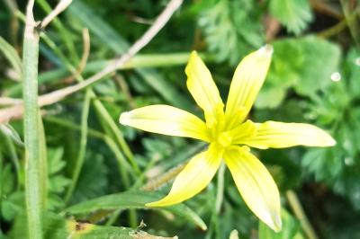 <i>Gagea villosa</i>