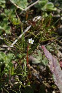 <i>Saxifraga tridactylites</i>