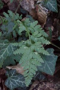 <i>Asplenium adiantum-nigrum</i>