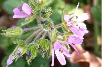 <i>Erodium moschatum</i>
