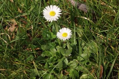 <i>Bellis perennis</i>