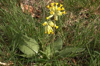 <i>Primula veris</i>